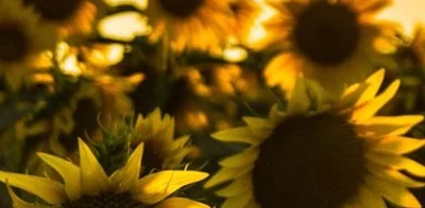  يقضِي الناس أكثر من يومين في السنة يتحدثون عن الطقس، في ظل دفء صيفي قد يحطم الأرقام القياسية